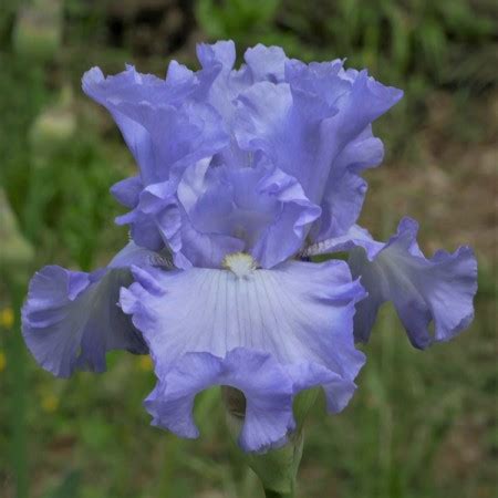 Iris 'Absolute Treasure' (Iris barbu)